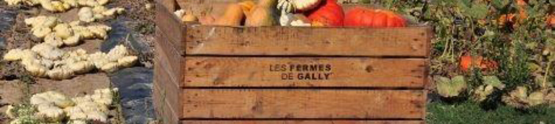 Sorties seniors : Cueillette à la ferme de Gally