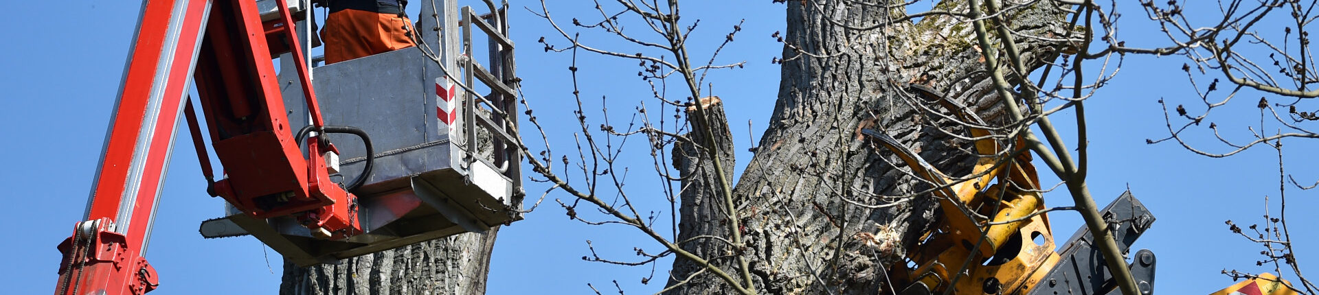 Signalement d’un arbre menaçant