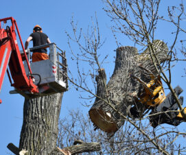 Signalement d’un arbre menaçant