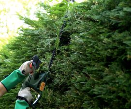 Haies et arbres dépassant sur la voie publique : il est obligatoire de les élaguer